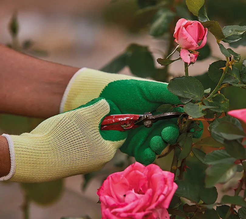 Guantes de látex Juba - H122210G GARDEN Uso