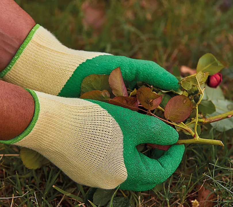 Latex Gloves Juba - H254G GARDEN Uso